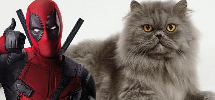 Deadpool salvando Gatinho!